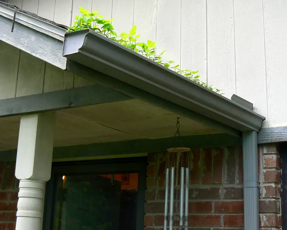 plants sprouting from a neglected house gutter